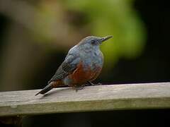 Blue Rock Thrush