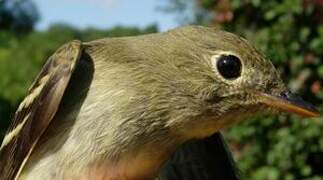 Yellow-bellied Flycatcher