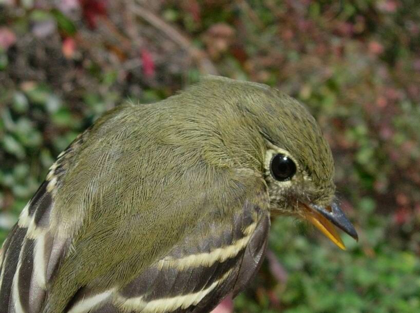 Yellow-bellied Flycatcher