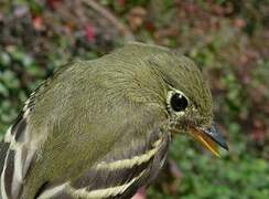 Yellow-bellied Flycatcher