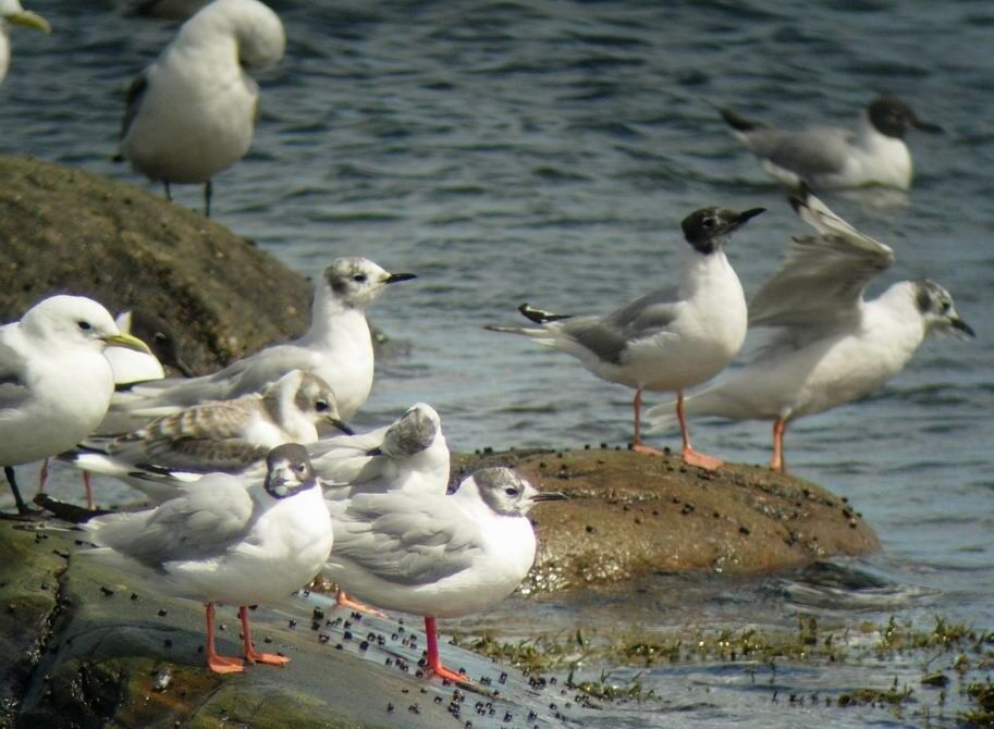 Mouette de Bonaparte