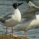 Mouette de Bonaparte