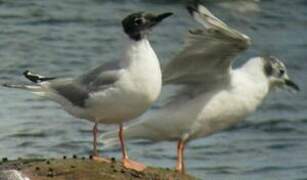 Bonaparte's Gull