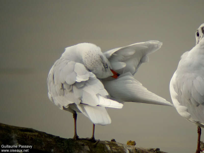 Mediterranean Gulladult post breeding, care, Behaviour