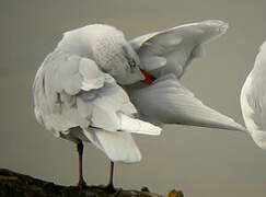 Mediterranean Gull