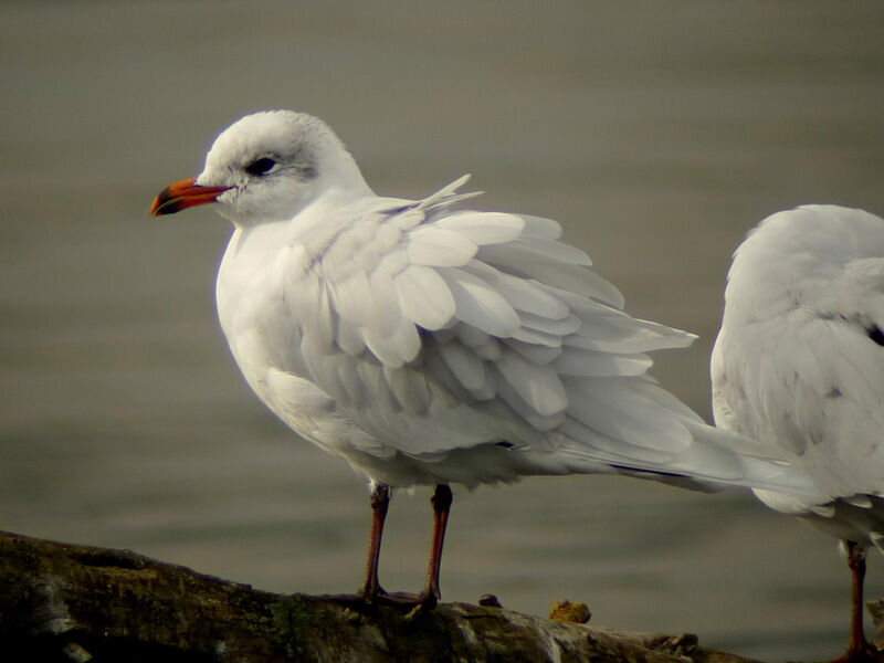 Mediterranean Gulladult post breeding