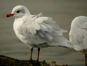 Mouette mélanocéphale