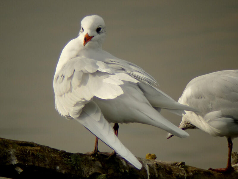 Mediterranean Gulladult post breeding, Behaviour