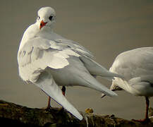 Mouette mélanocéphale