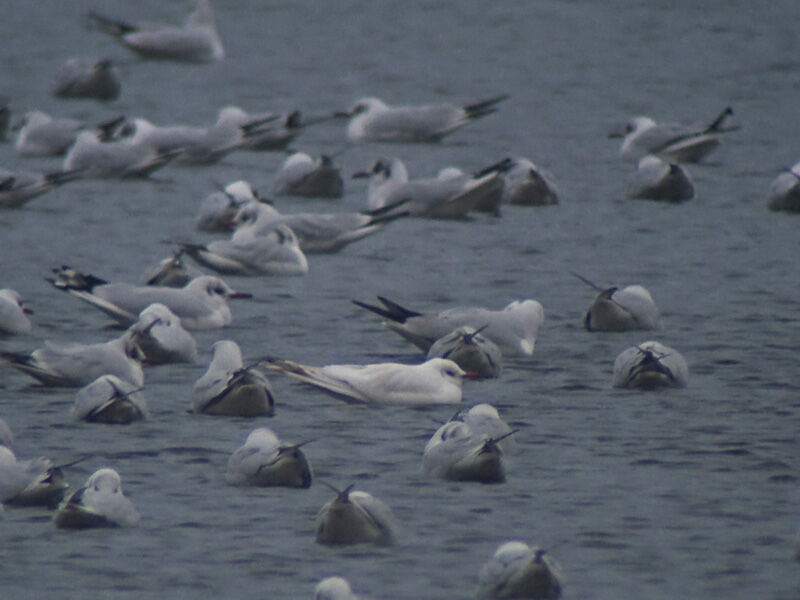 Mouette rieuse