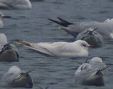 Mouette rieuse