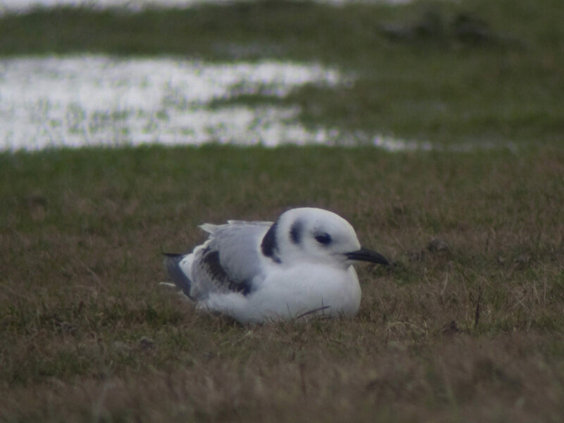 Mouette tridactyle1ère année