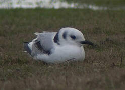 Mouette tridactyle