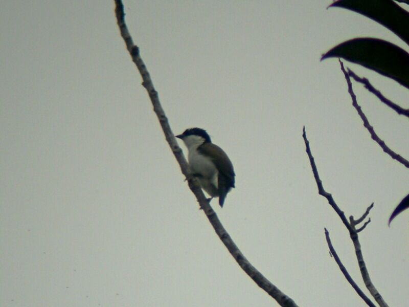 White-breasted Nigrita male adult, song