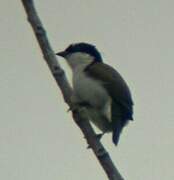 White-breasted Nigrita