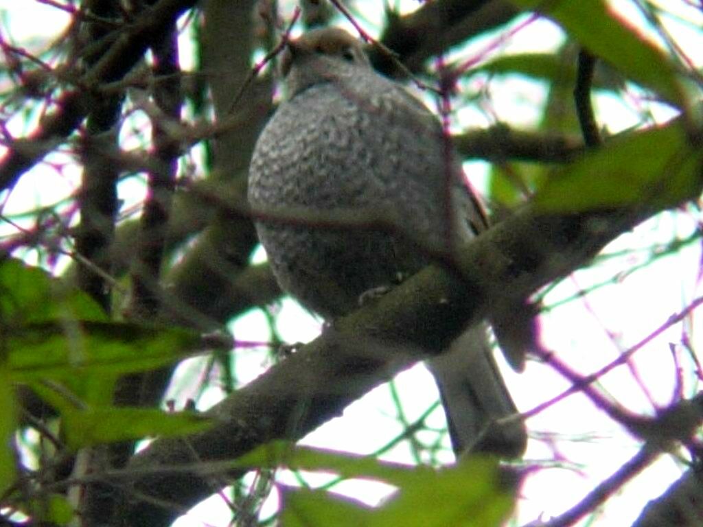 Plumbeous Water Redstart