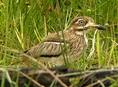 Water Thick-knee