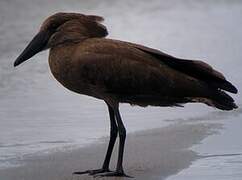 Hamerkop