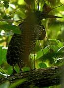 White-crested Tiger Heron