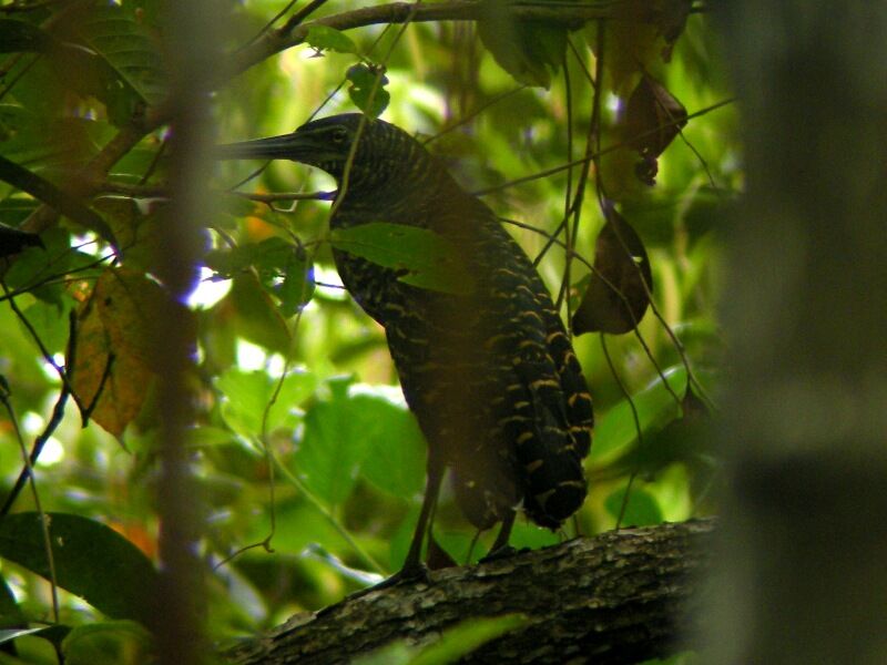 White-crested Tiger Heronadult, identification