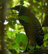 White-crested Tiger Heron