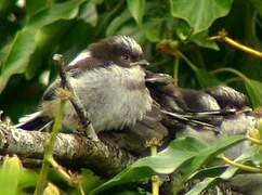 Long-tailed Tit