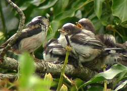 Long-tailed Tit