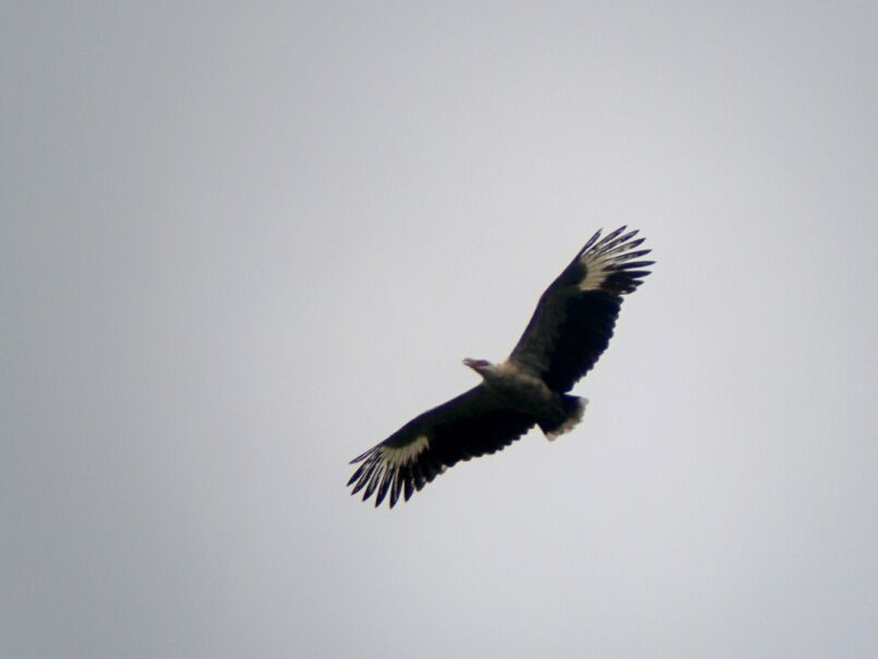 Palm-nut Vulture