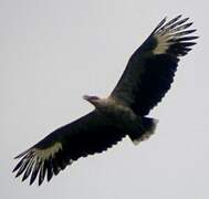 Palm-nut Vulture