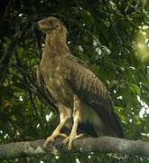 Palm-nut Vulture