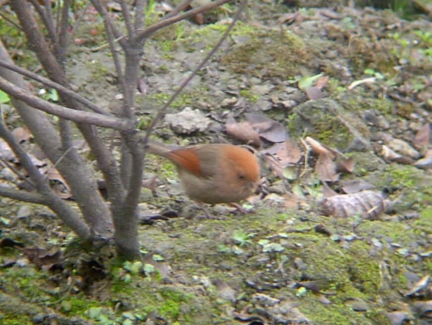 Vinous-throated Parrotbill