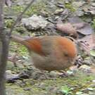 Paradoxornis de Webb