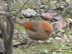 Vinous-throated Parrotbill