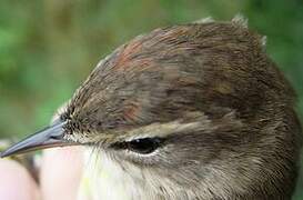 Palm Warbler