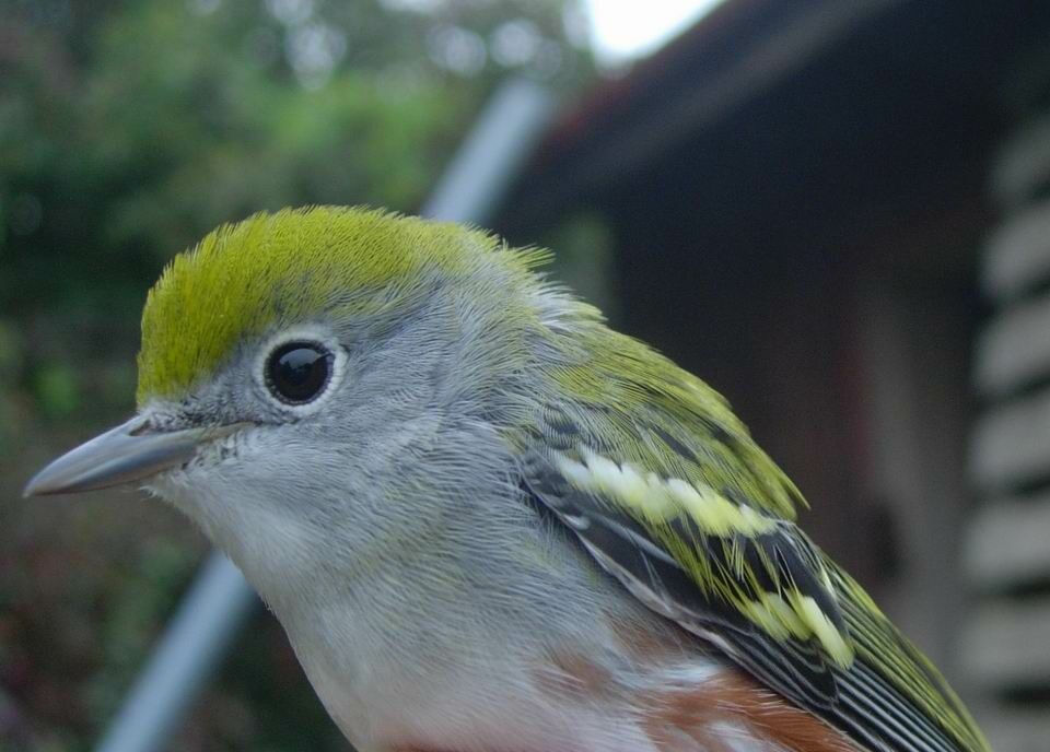 Chestnut-sided Warbler