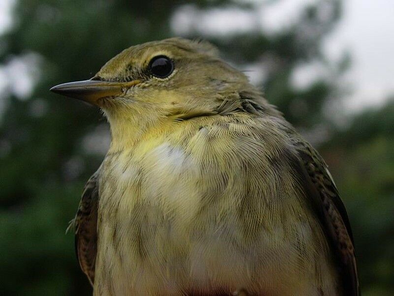 Blackpoll Warbler