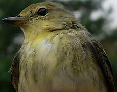 Blackpoll Warbler