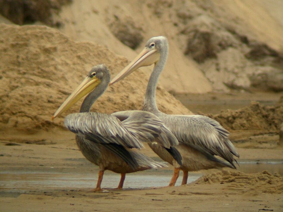 Pink-backed Pelicanadult breeding