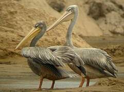 Pink-backed Pelican