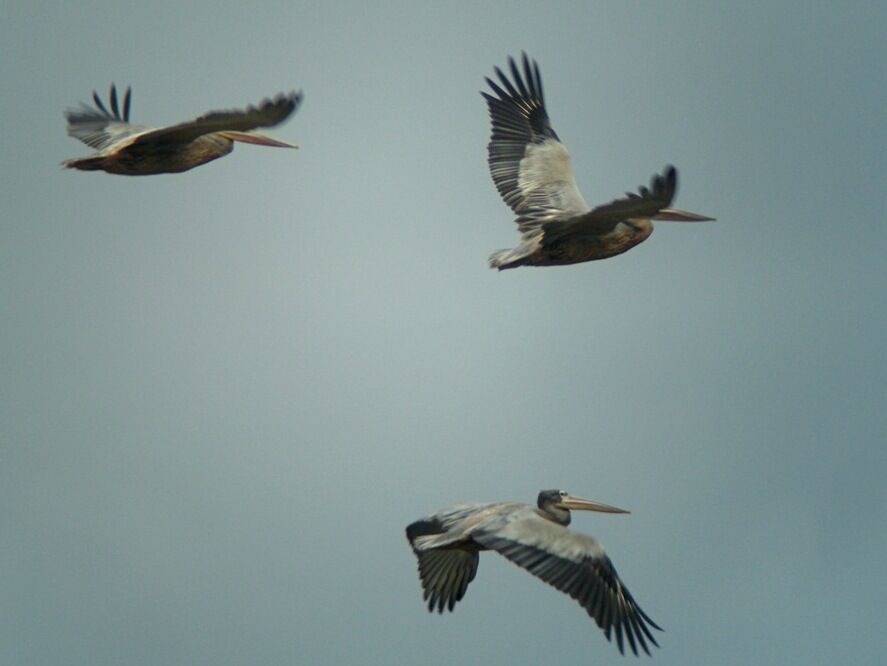 Pink-backed Pelicanadult, Flight