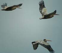 Pink-backed Pelican