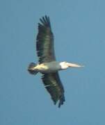 Pink-backed Pelican