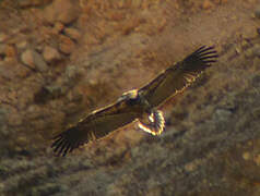 Egyptian Vulture