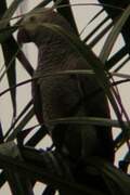 Grey Parrot