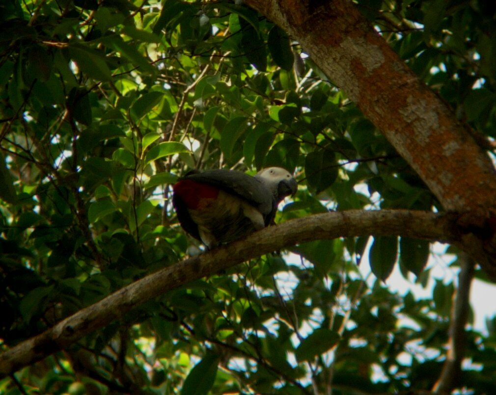 Grey Parrotadult