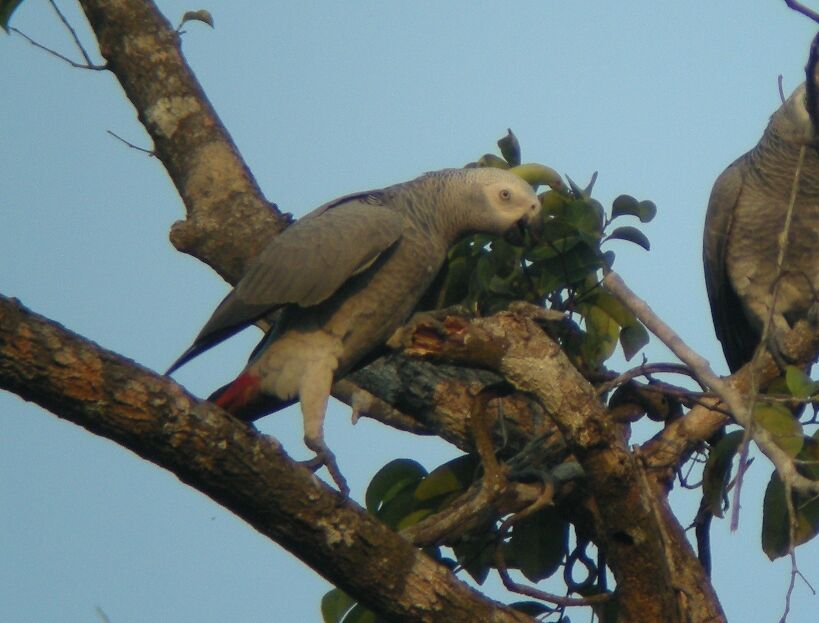 Grey Parrotadult