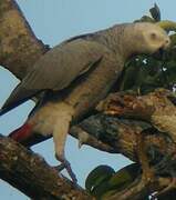 Grey Parrot