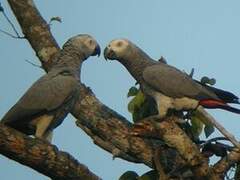 Grey Parrot