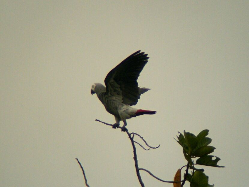 Grey Parrot