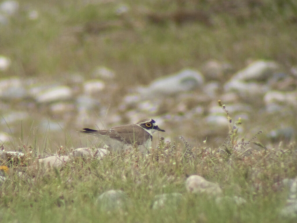 Little Ringed Ploveradult, Behaviour